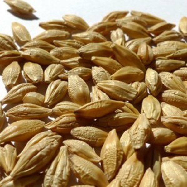 Organic Barley Bran