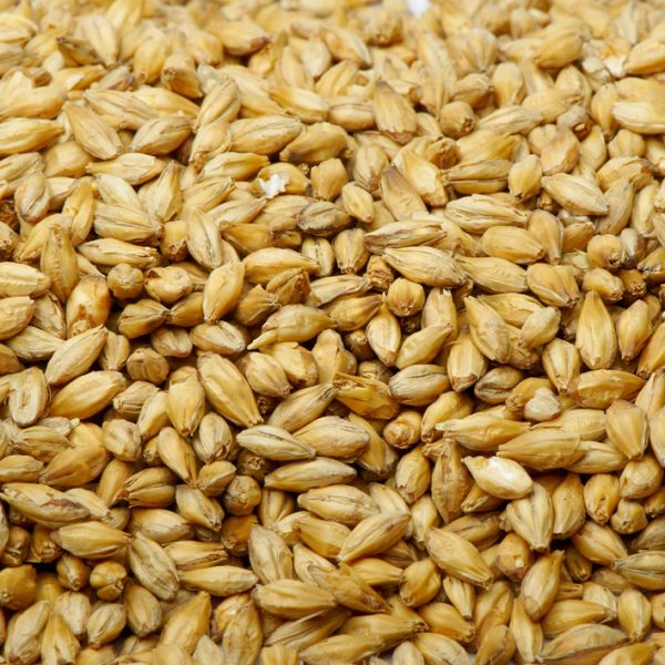 Barley Grain