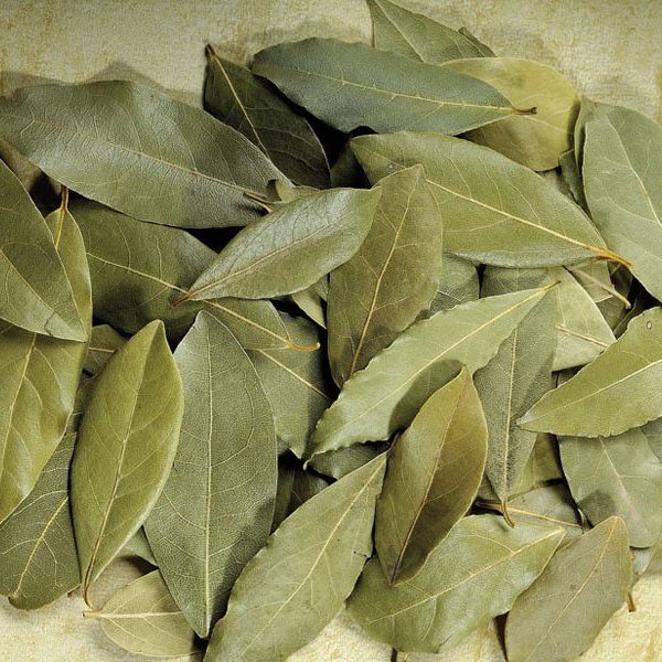 Bay Leaf