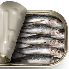Canned Sardine Fish